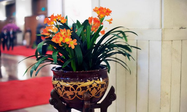 卧室养什么花或者植物最好