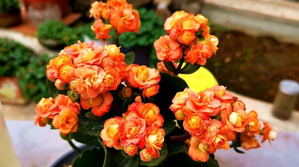 卧室养什么花或者植物最好