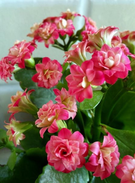 卧室养什么花或者植物最好