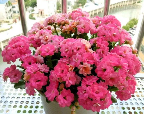 卧室养什么花或者植物最好