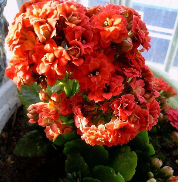 卧室养什么花或者植物最好