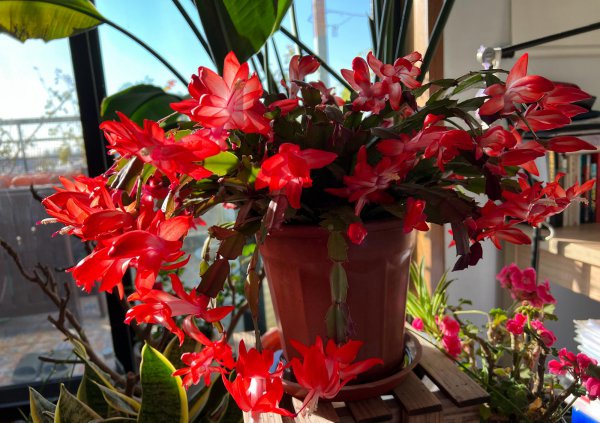 卧室养什么花或者植物最好