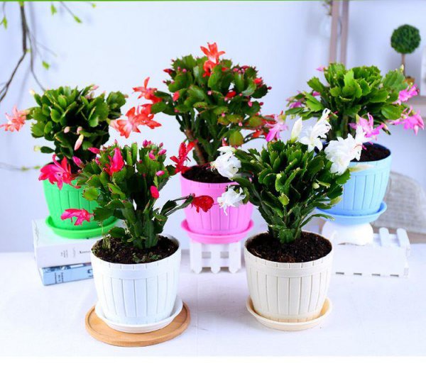 卧室养什么花或者植物最好