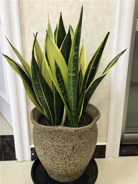 卧室养什么花或者植物最好