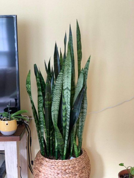 卧室养什么花或者植物最好