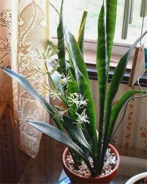 卧室养什么花或者植物最好