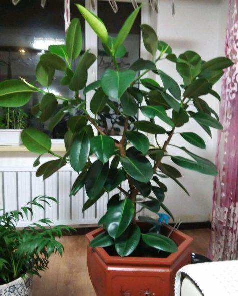 卧室养什么花或者植物最好