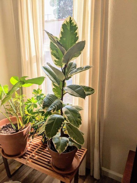 卧室养什么花或者植物最好