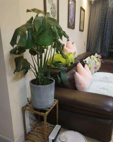 卧室养什么花或者植物最好