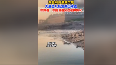 鱼为什么会跳出水面 鱼群跳出水面到底和什么有关