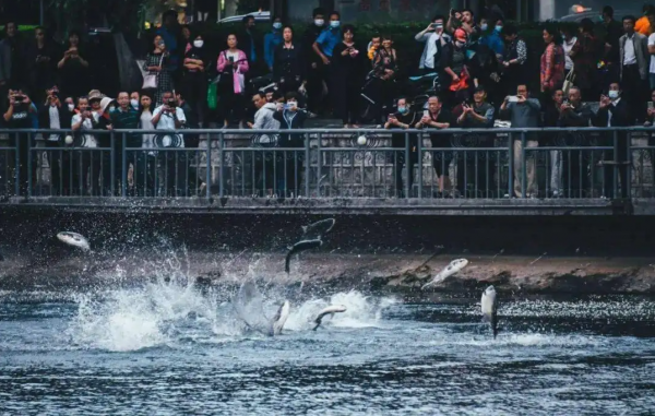 鱼为什么会跳出水面