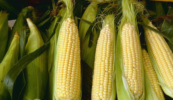 大象爱吃什么东西