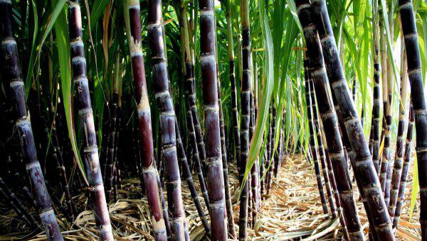 大象爱吃什么东西