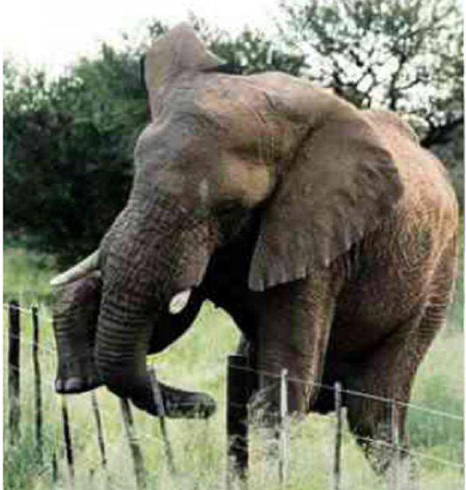 大象爱吃什么东西