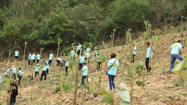 大象爱吃什么东西