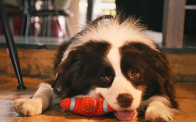 养边牧的禁忌有哪些 新手养边牧的注意事项知识