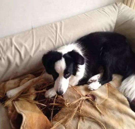 养边牧的禁忌有哪些