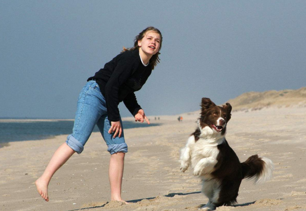 养边牧的禁忌有哪些