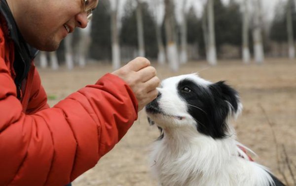 养边牧的禁忌有哪些