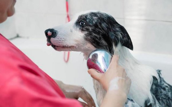 养边牧的禁忌有哪些