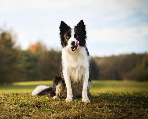 养边牧的禁忌有哪些