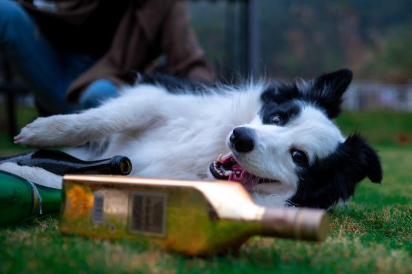 养边牧的禁忌有哪些