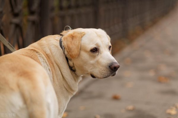 聪明的狗狗排行榜前十名