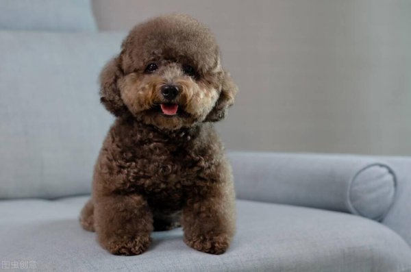 聪明的狗狗排行榜前十名