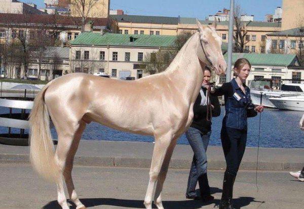 汗血宝马是什么品种马