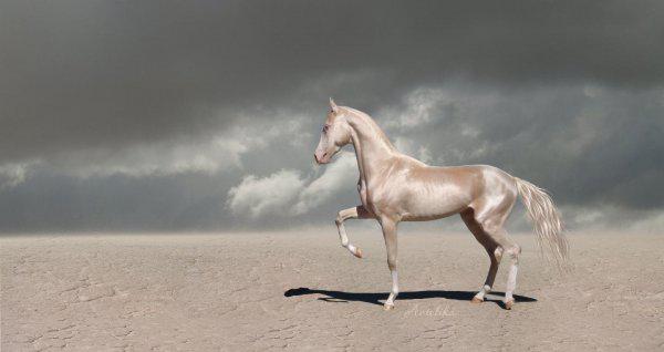 汗血宝马是什么品种马