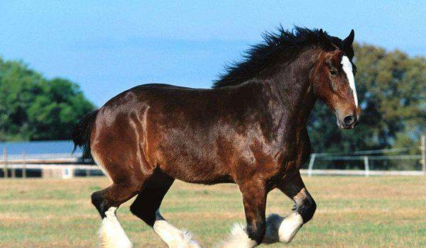 汗血宝马是什么品种马