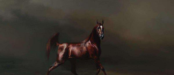 汗血宝马是什么品种马