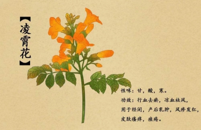 凌霄花为什么叫堕胎花 凌霄花的药用价值及名字来历