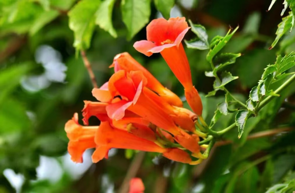 凌霄花为什么叫堕胎花