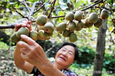 猕猴桃果实成熟期在什么时候 猕猴桃采摘注意事项