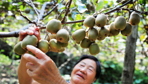 猕猴桃果实成熟期在什么时候