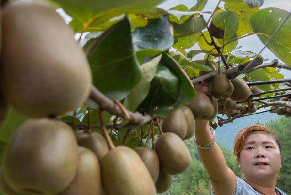 猕猴桃果实成熟期在什么时候