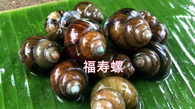 为什么田螺可以吃福寿螺不能 福寿螺与田螺的区别