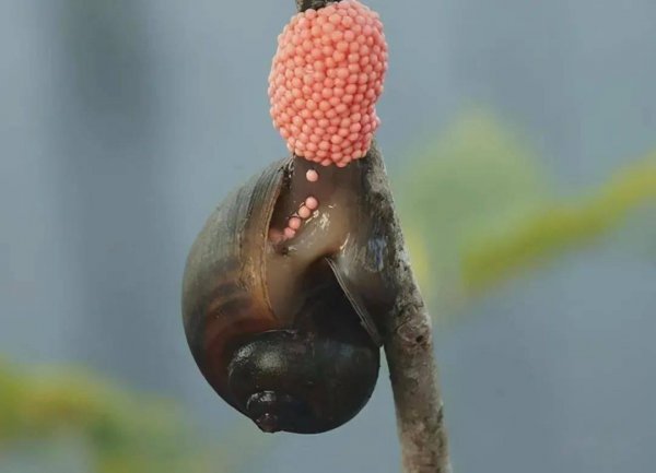 为什么田螺可以吃福寿螺不能