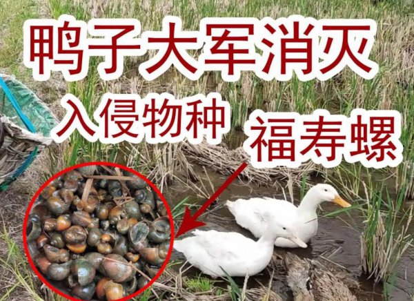 为什么田螺可以吃福寿螺不能