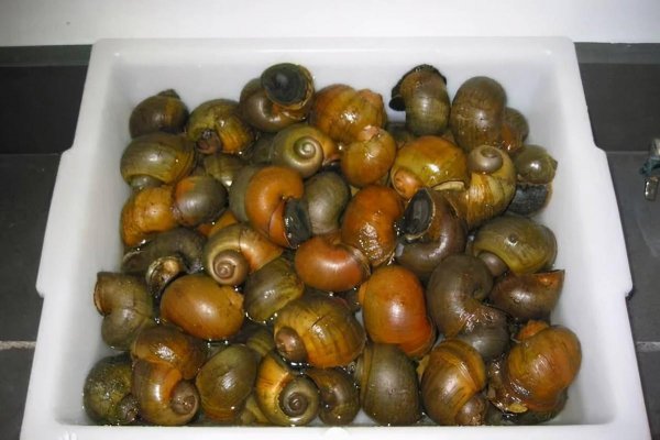 为什么田螺可以吃福寿螺不能