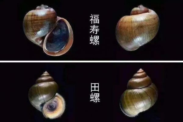 为什么田螺可以吃福寿螺不能