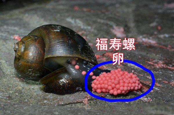 为什么田螺可以吃福寿螺不能