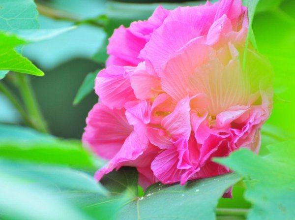 蓉城是哪个城市