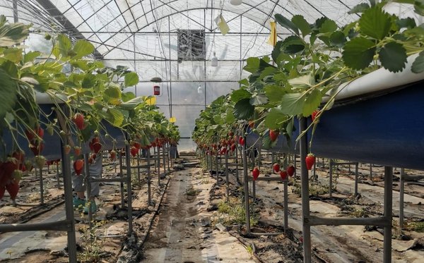 网红高校云南农业大学是几本学校