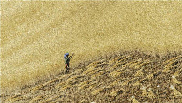 收麦子是几月份