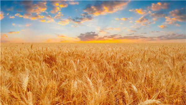 收麦子是几月份