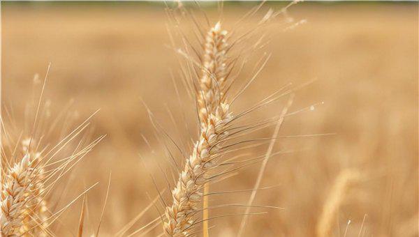 收麦子是几月份