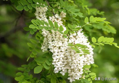 洋槐花如何长期保鲜储存 新鲜洋槐花保存不容易坏窍门