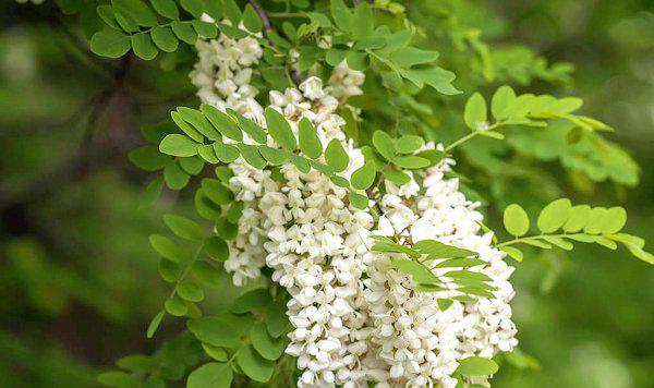 洋槐花如何长期保鲜储存